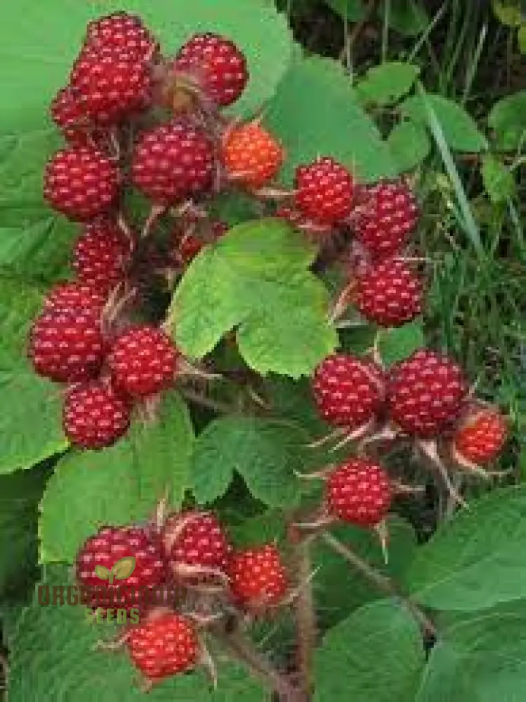 Japanese Wineberry Seeds for Exquisite Gardening Delights: Grow Your Own Berry Bounty - Image 4