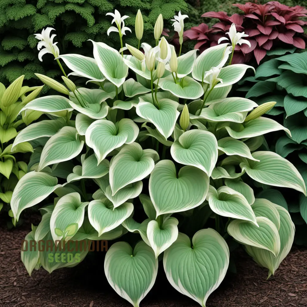 Jardin Perennials Hosta Lily Seeds – Variegated Foliage, Assorted Colors - Image 3