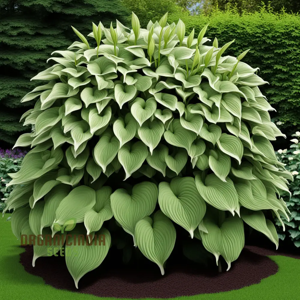 Jardin Perennials Hosta Lily Seeds – Variegated Foliage, Assorted Colors - Image 4
