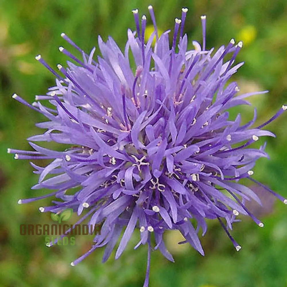 Jasione Laevis Seeds: Explore Gardening Excellence with this Stunning Addition to Your Floral Collection!