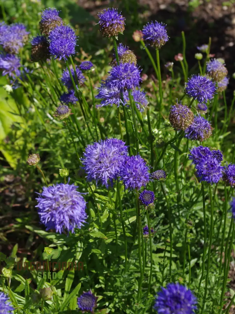 Jasione Laevis Seeds: Explore Gardening Excellence with this Stunning Addition to Your Floral Collection! - Image 3