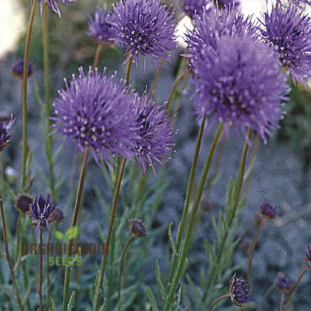Jasione Laevis Seeds: Explore Gardening Excellence with this Stunning Addition to Your Floral Collection! - Image 4