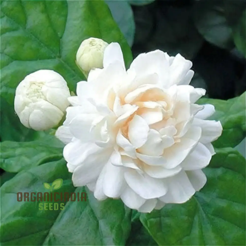 Jasmine Flower Seeds for Planting, Expert Gardening Tips for Stunning Blossoms