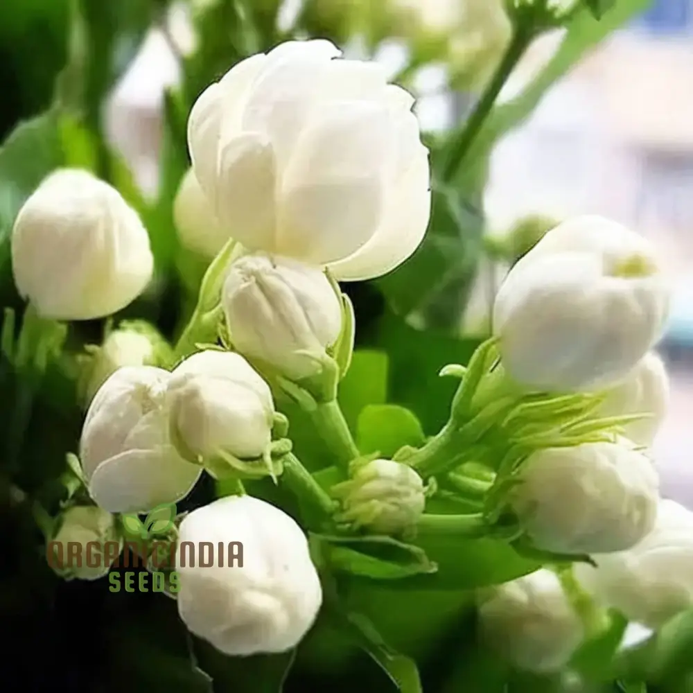 Jasmine Flower Seeds for Planting, Expert Gardening Tips for Stunning Blossoms - Image 3