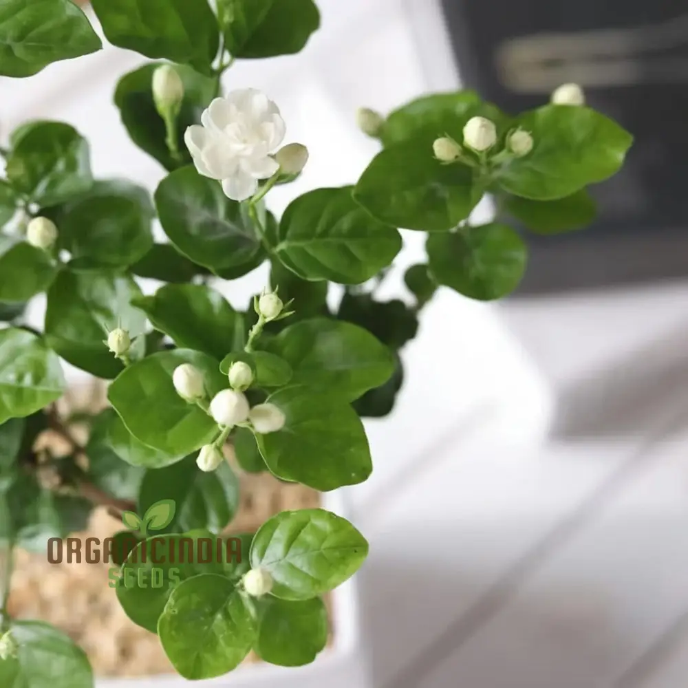 Jasmine Flower Seeds for Planting, Expert Gardening Tips for Stunning Blossoms - Image 4