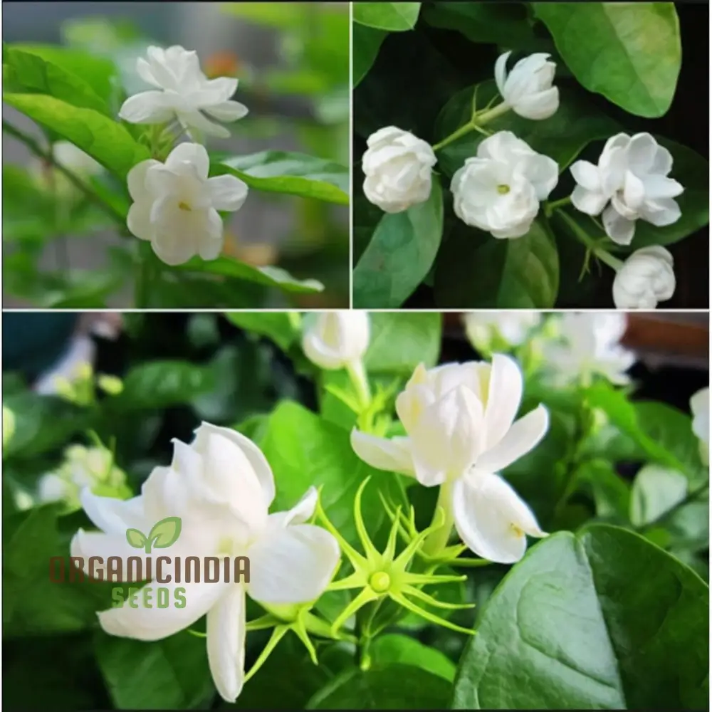 Jasmine Flower Seeds for Planting-Fragrant and Romantic Blooms for Enchanting Gardens - Image 3