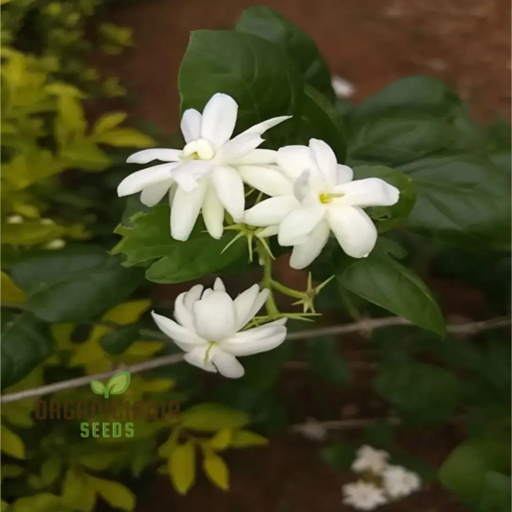 Jasmine Flower Seeds for Planting-Fragrant and Romantic Blooms for Enchanting Gardens - Image 4
