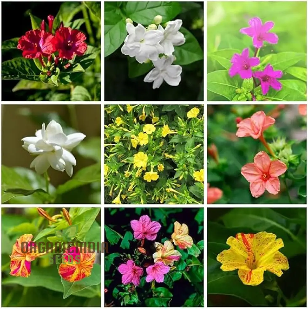 Jasmine Mixed Flower Seeds for Planting,Growing Beautiful Jasmine Blooms