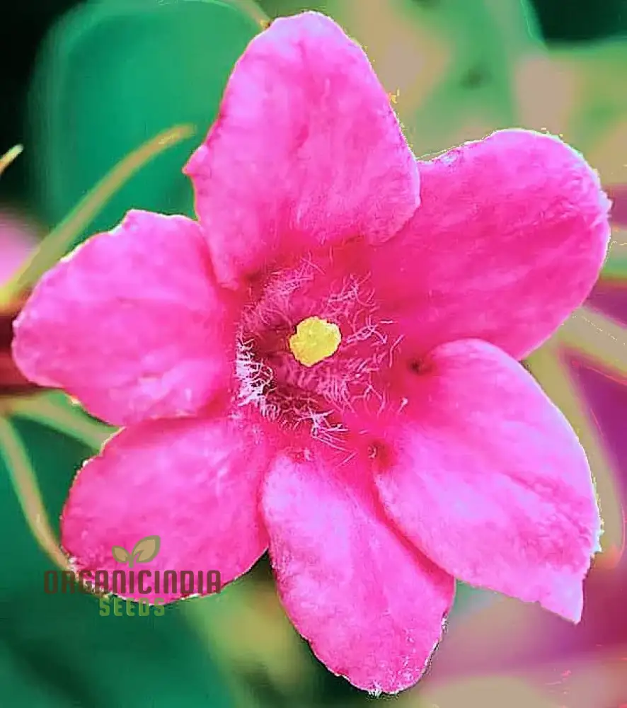 Jasmine Mixed Flower Seeds for Planting,Growing Beautiful Jasmine Blooms - Image 3