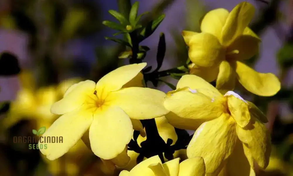 Jasmine Mixed Flower Seeds for Planting,Growing Beautiful Jasmine Blooms - Image 4