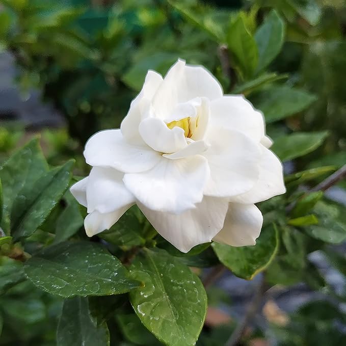 Jasmine Seeds Fragrant Flowering Plant, Deer Resistant, Attracts Butterflies And Hummingbirds, Ornamental Garden Plant, Adds Beauty And Fragrance