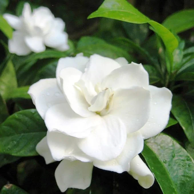 Jasmine Seeds Fragrant Flowering Plant, Deer Resistant, Attracts Butterflies And Hummingbirds, Ornamental Garden Plant, Adds Beauty And Fragrance - Image 3