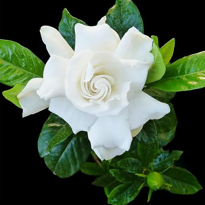 Jasmine Seeds Fragrant Flowering Plant, Deer Resistant, Attracts Butterflies And Hummingbirds, Ornamental Garden Plant, Adds Beauty And Fragrance - Image 4