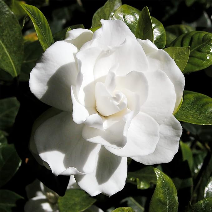 Jasmine Seeds Fragrant Flowering Plant, Deer Resistant, Attracts Butterflies And Hummingbirds, Ornamental Garden Plant, Adds Beauty And Fragrance - Image 5