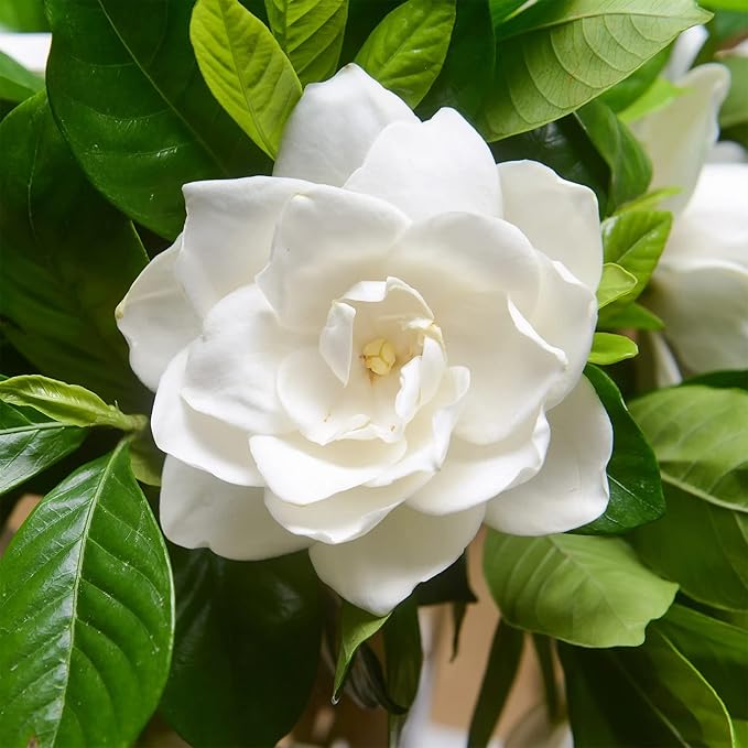Jasmine Seeds Fragrant Flowering Plant, Deer Resistant, Attracts Butterflies And Hummingbirds, Ornamental Garden Plant, Adds Beauty And Fragrance - Image 6