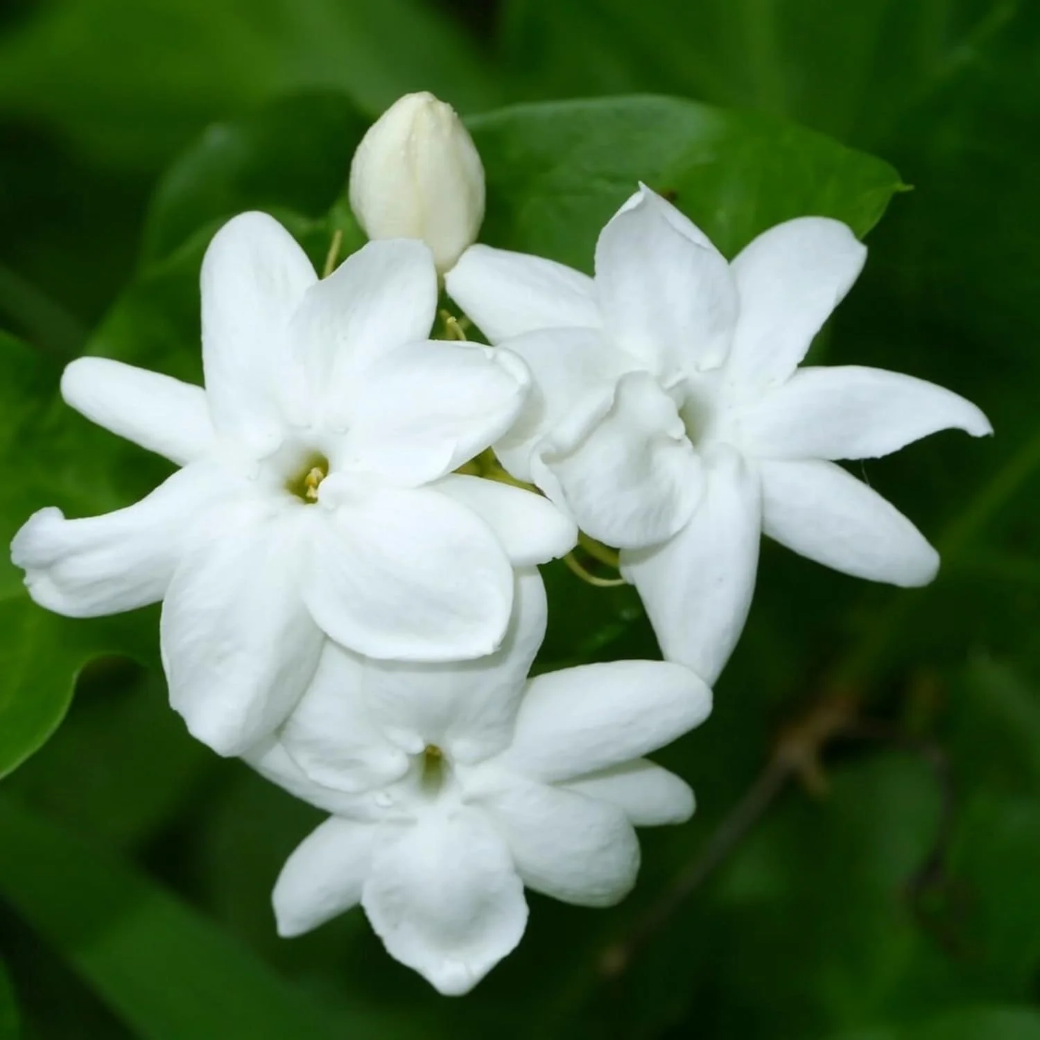 Jasminum Sambac Seeds Arabian Jasmine, Fragrant Broadleaf Evergreen for Patio Borders And Outdoor Gardens, Low Maintenance Flower Seeds