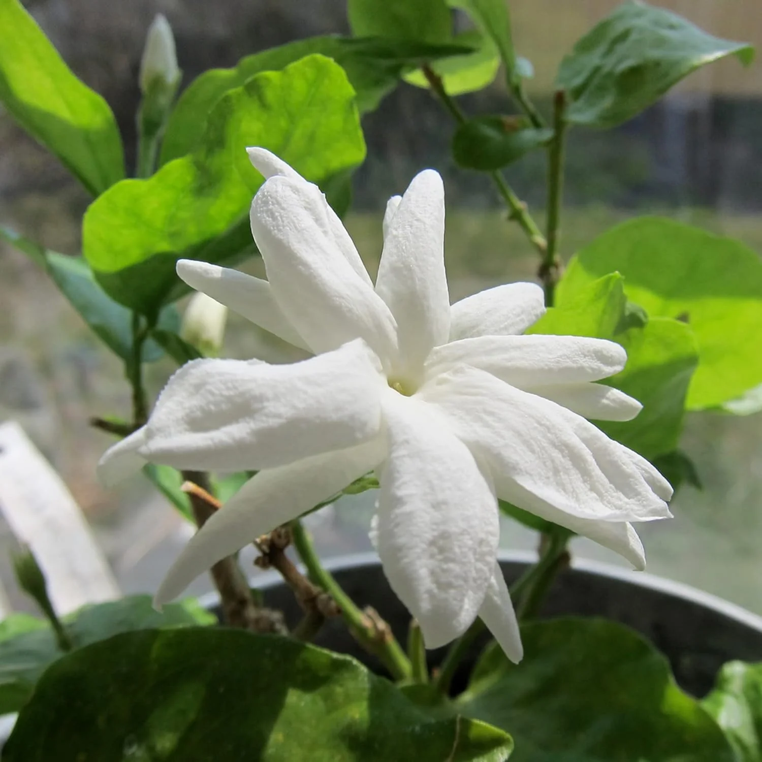 Jasminum Sambac Seeds Arabian Jasmine, Fragrant Broadleaf Evergreen for Patio Borders And Outdoor Gardens, Low Maintenance Flower Seeds - Image 3