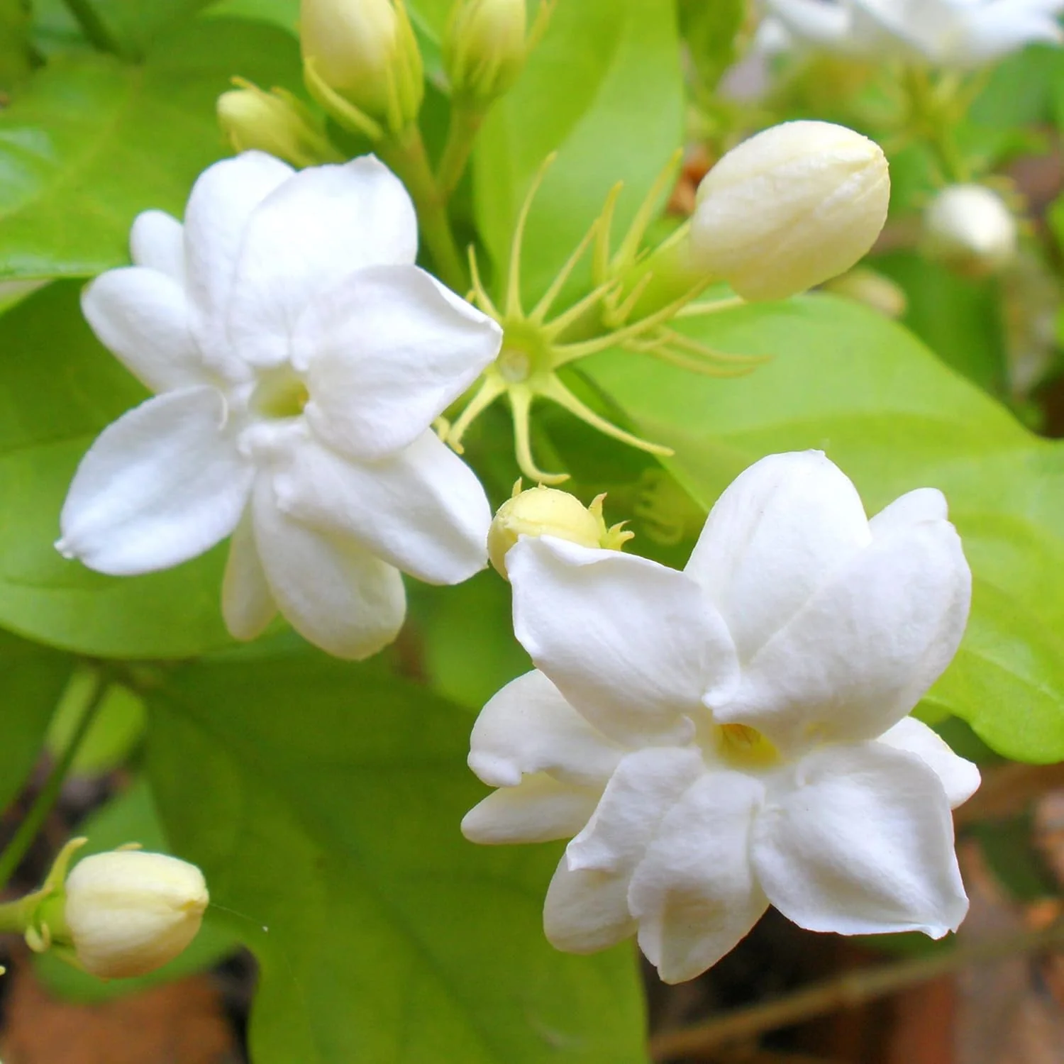 Jasminum Sambac Seeds Arabian Jasmine, Fragrant Broadleaf Evergreen for Patio Borders And Outdoor Gardens, Low Maintenance Flower Seeds - Image 4