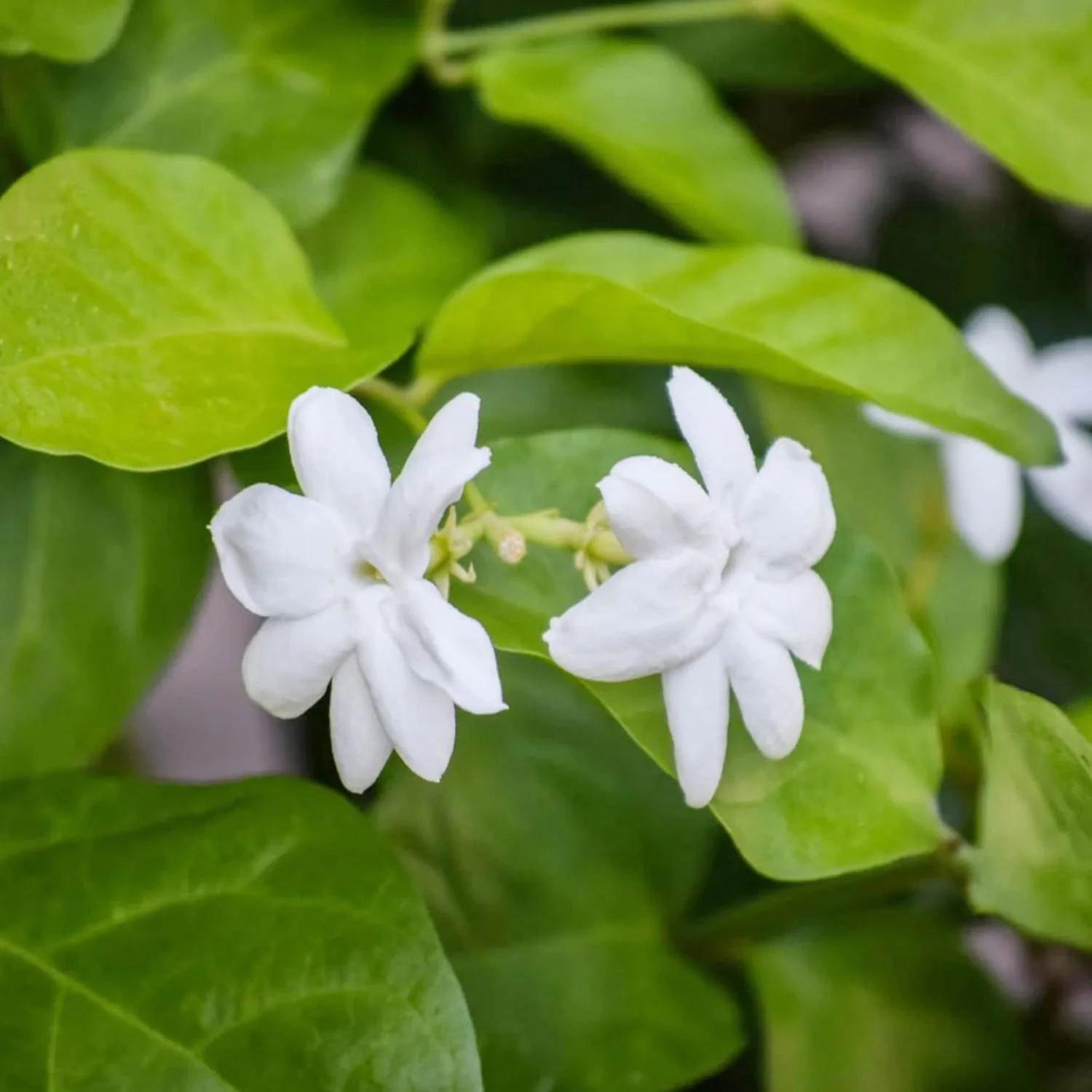 Jasminum Sambac Seeds Arabian Jasmine, Fragrant Broadleaf Evergreen for Patio Borders And Outdoor Gardens, Low Maintenance Flower Seeds - Image 5