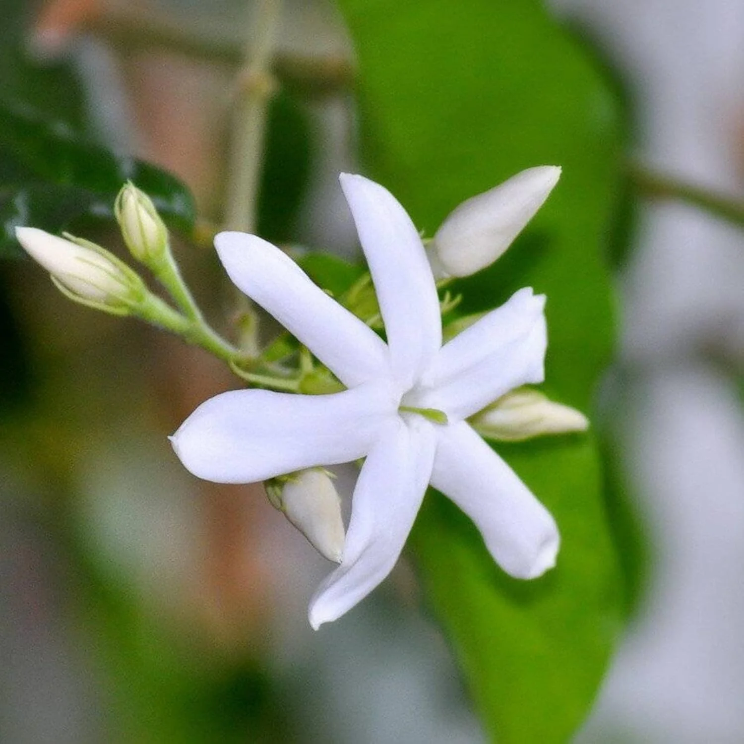 Jasminum Sambac Seeds Arabian Jasmine, Fragrant Broadleaf Evergreen for Patio Borders And Outdoor Gardens, Low Maintenance Flower Seeds - Image 6