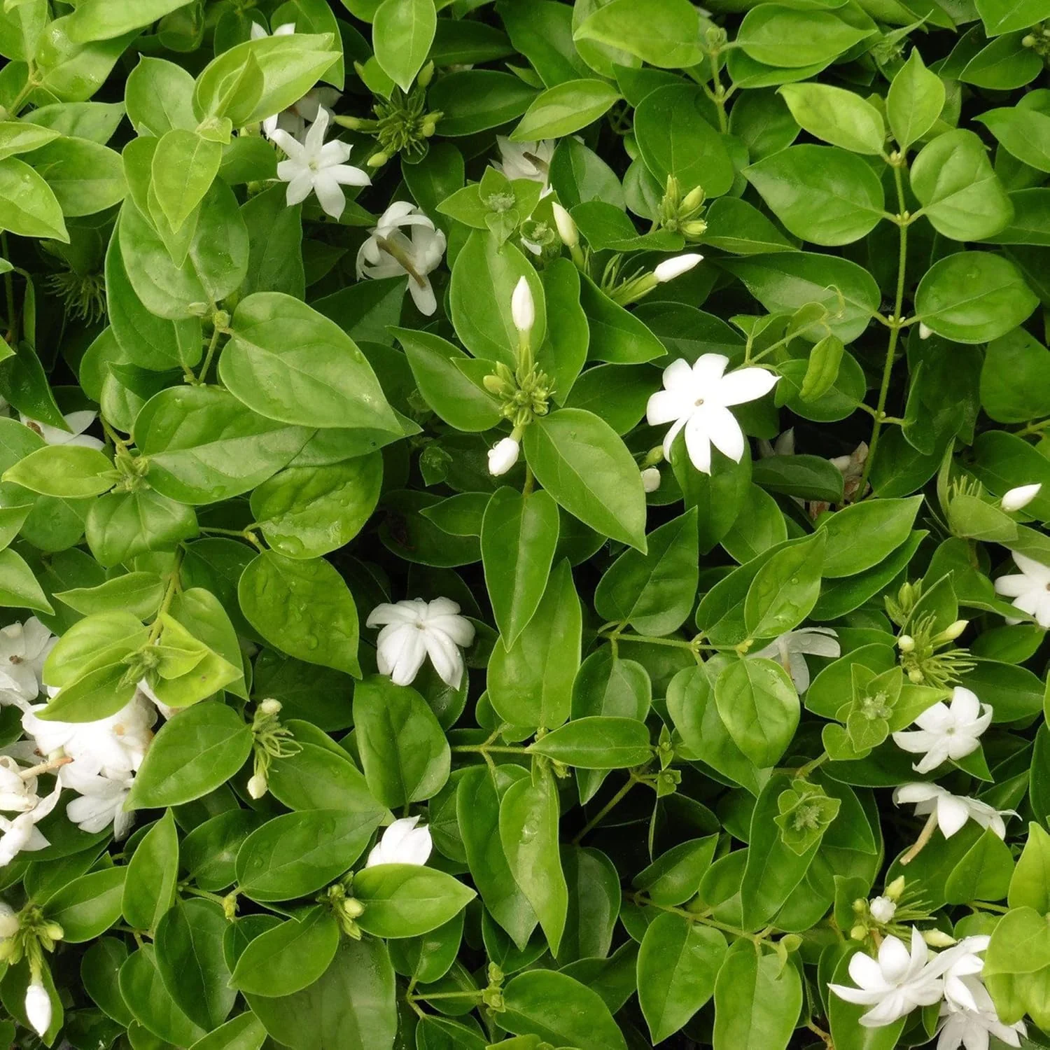 Jasminum Sambac Seeds Arabian Jasmine, Fragrant Broadleaf Evergreen for Patio Borders And Outdoor Gardens, Low Maintenance Flower Seeds - Image 7