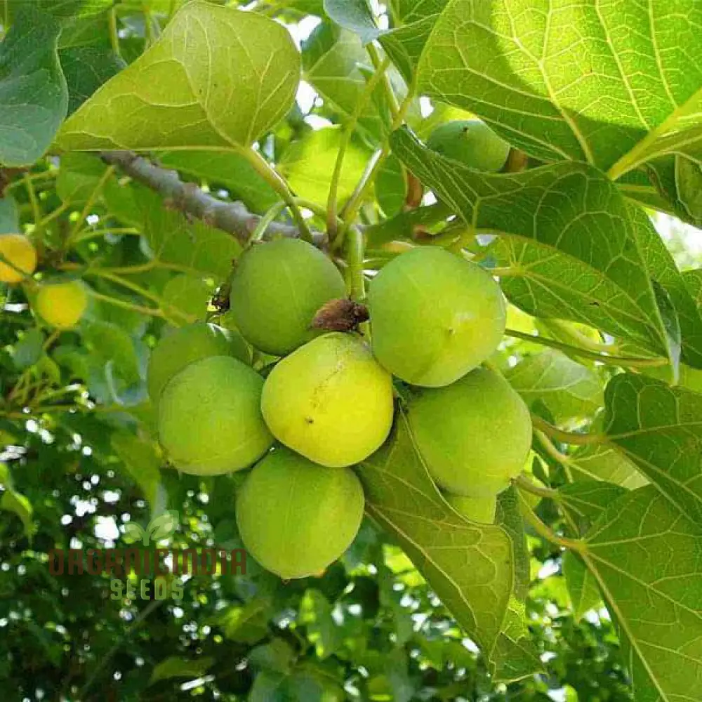 Jatropha Curcas Seeds: Grow Exotic Beauty and Sustainability in Your Gardening Journey!