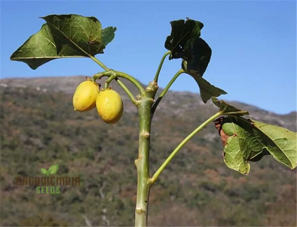 Jatropha Curcas Seeds: Grow Exotic Beauty and Sustainability in Your Gardening Journey! - Image 3