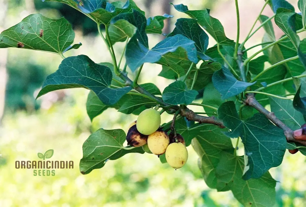 Jatropha Curcas Seeds: Grow Exotic Beauty and Sustainability in Your Gardening Journey! - Image 4