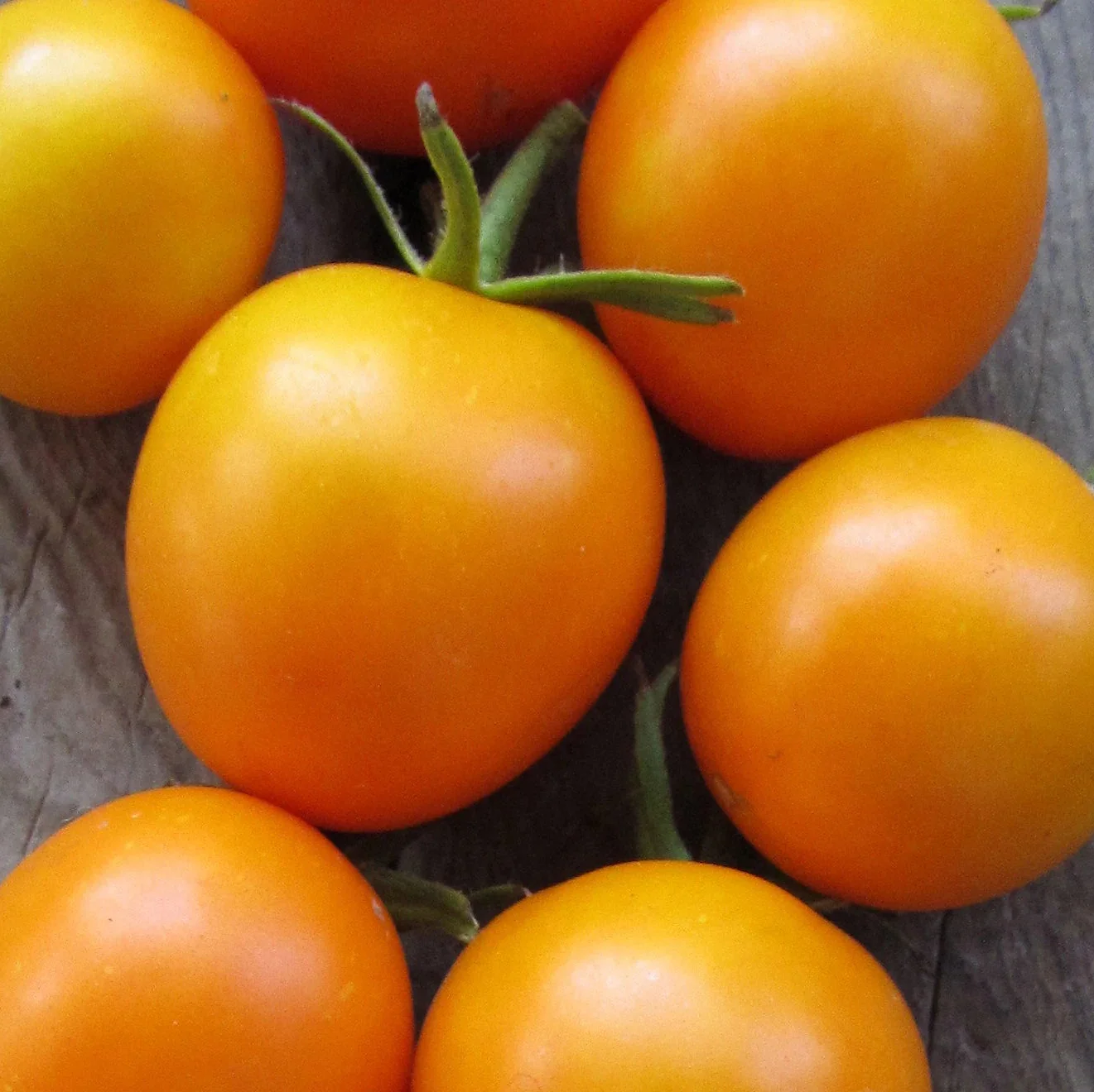 Jaune Flammée Tomato Seeds – Heirloom, Organic, Sweet & Tangy Flavor - Image 2