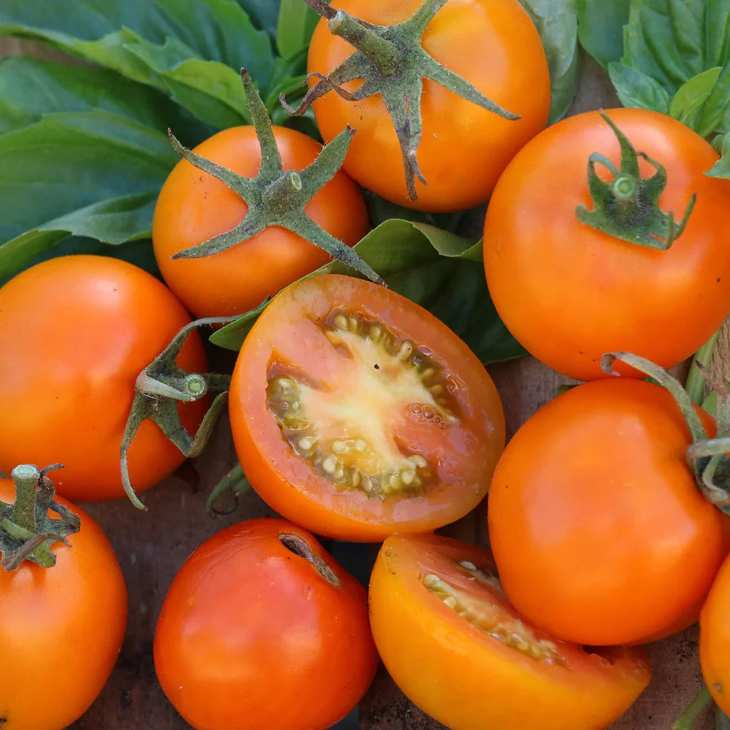 Jaune Flammée Tomato Seeds – Heirloom, Organic, Sweet & Tangy Flavor - Image 3