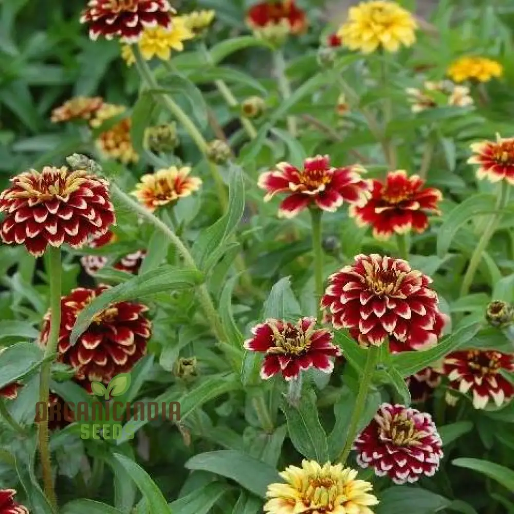 Jazzy Mix Zinnia Flower Seeds, Vibrant Variety for Gardening Enthusiasts, Premium Garden Seeds