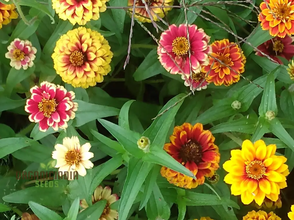 Jazzy Mix Zinnia Flower Seeds, Vibrant Variety for Gardening Enthusiasts, Premium Garden Seeds - Image 3