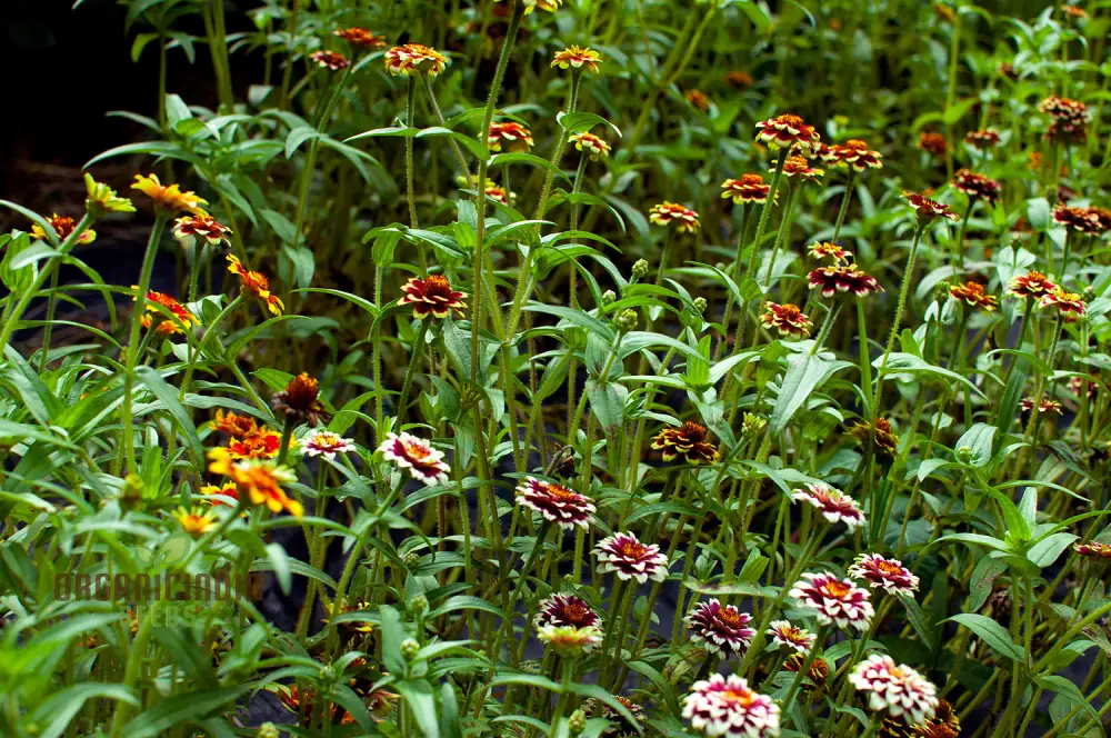 Jazzy Mix Zinnia Flower Seeds, Vibrant Variety for Gardening Enthusiasts, Premium Garden Seeds - Image 4