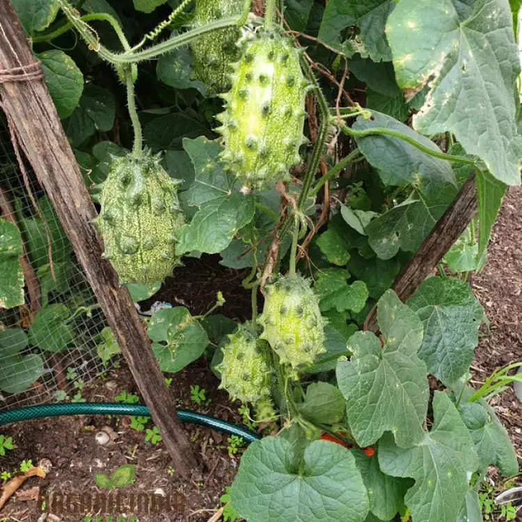 Jelly Melon Cucumber Seeds - Grow Unique and Exotic Jelly Melon Cucumbers for Your Garden