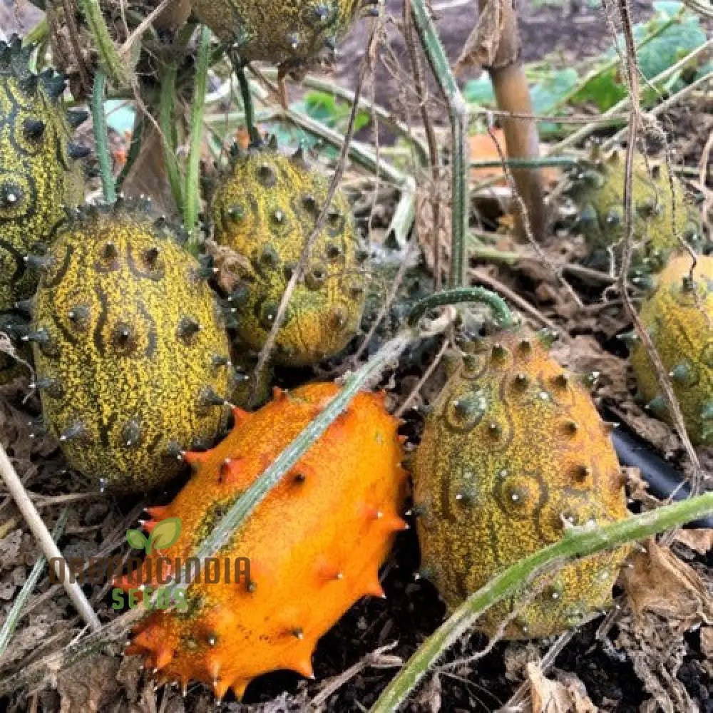 Jelly Melon Cucumber Seeds - Grow Unique and Exotic Jelly Melon Cucumbers for Your Garden - Image 3