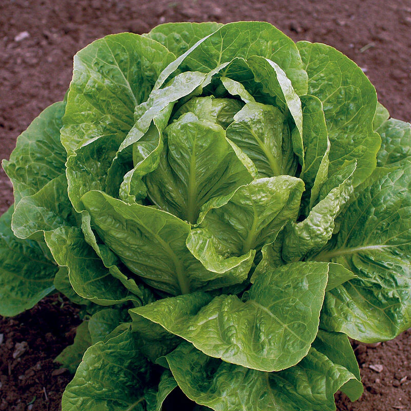 Jericho Lettuce Seeds – Heat-Tolerant, Crisp & Sweet Romaine