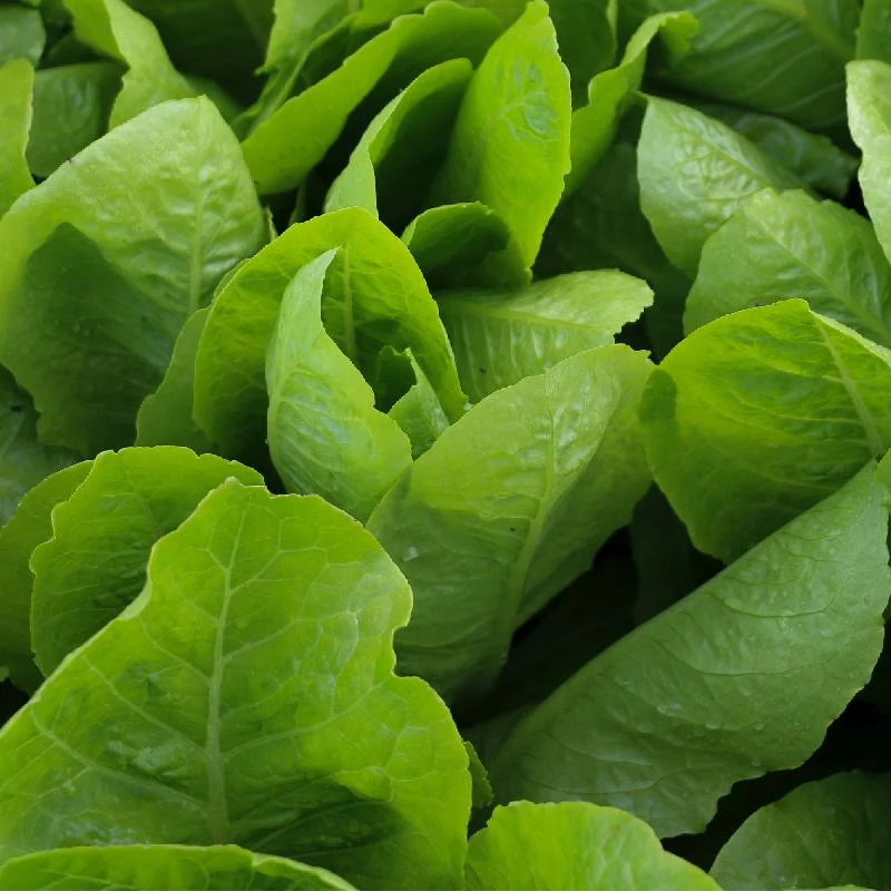Jericho Lettuce Seeds – Heat-Tolerant, Crisp & Sweet Romaine - Image 2
