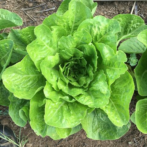 Jericho Lettuce Seeds – Heat-Tolerant, Crisp & Sweet Romaine - Image 3