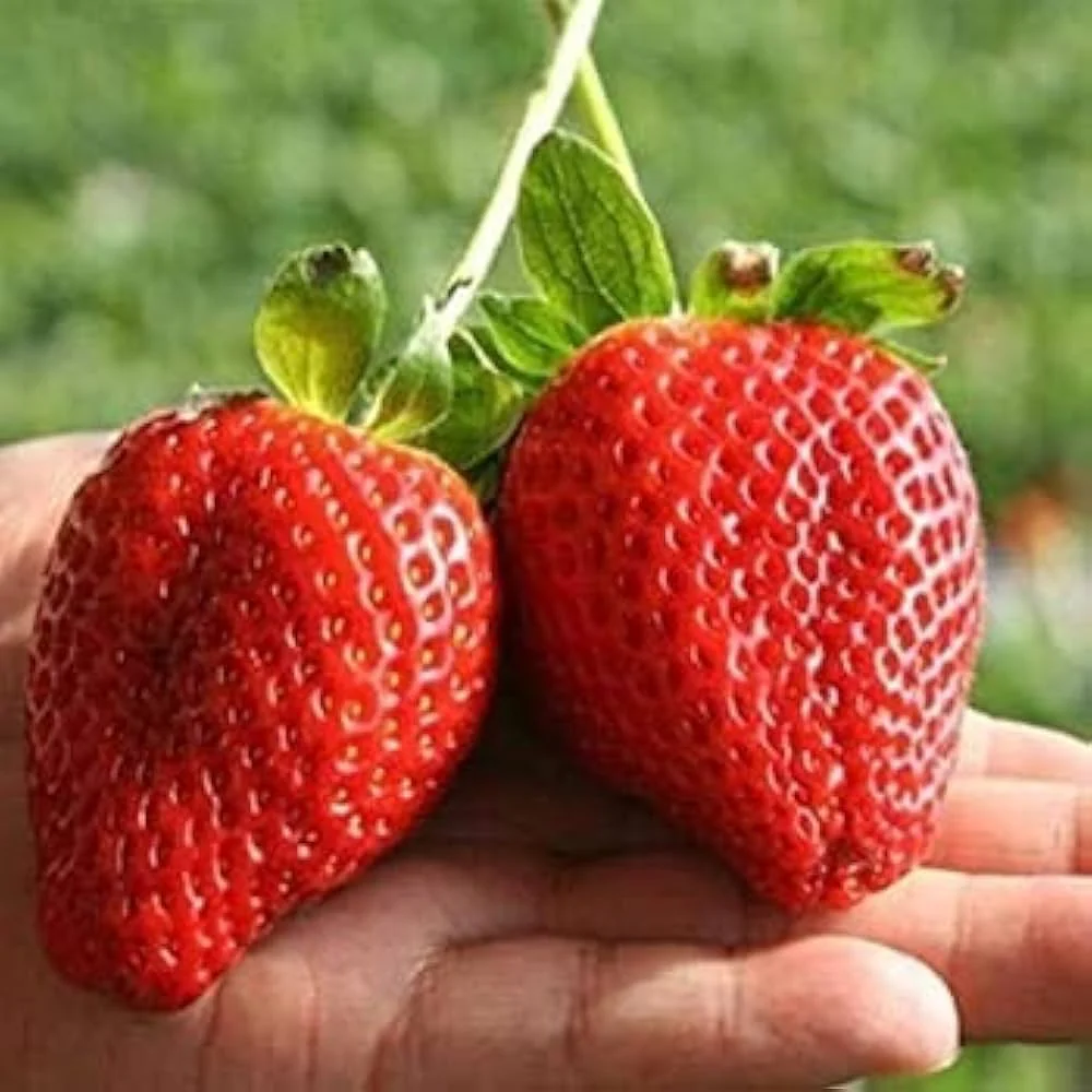 Jewel Strawberry Seeds for Planting – Large, Sweet & Juicy Berries - Image 2