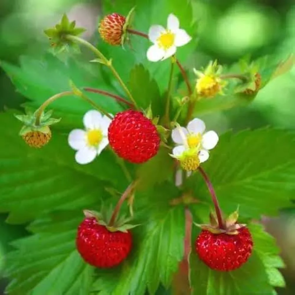 Jewel Strawberry Seeds for Planting – Large, Sweet & Juicy Berries - Image 3
