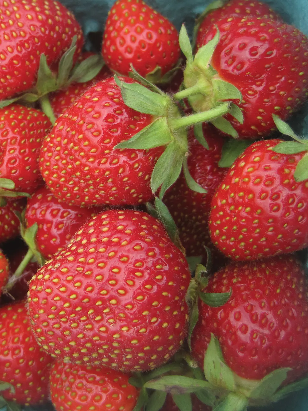Jewel Strawberry Seeds for Planting – Large, Sweet & Juicy Berries - Image 4
