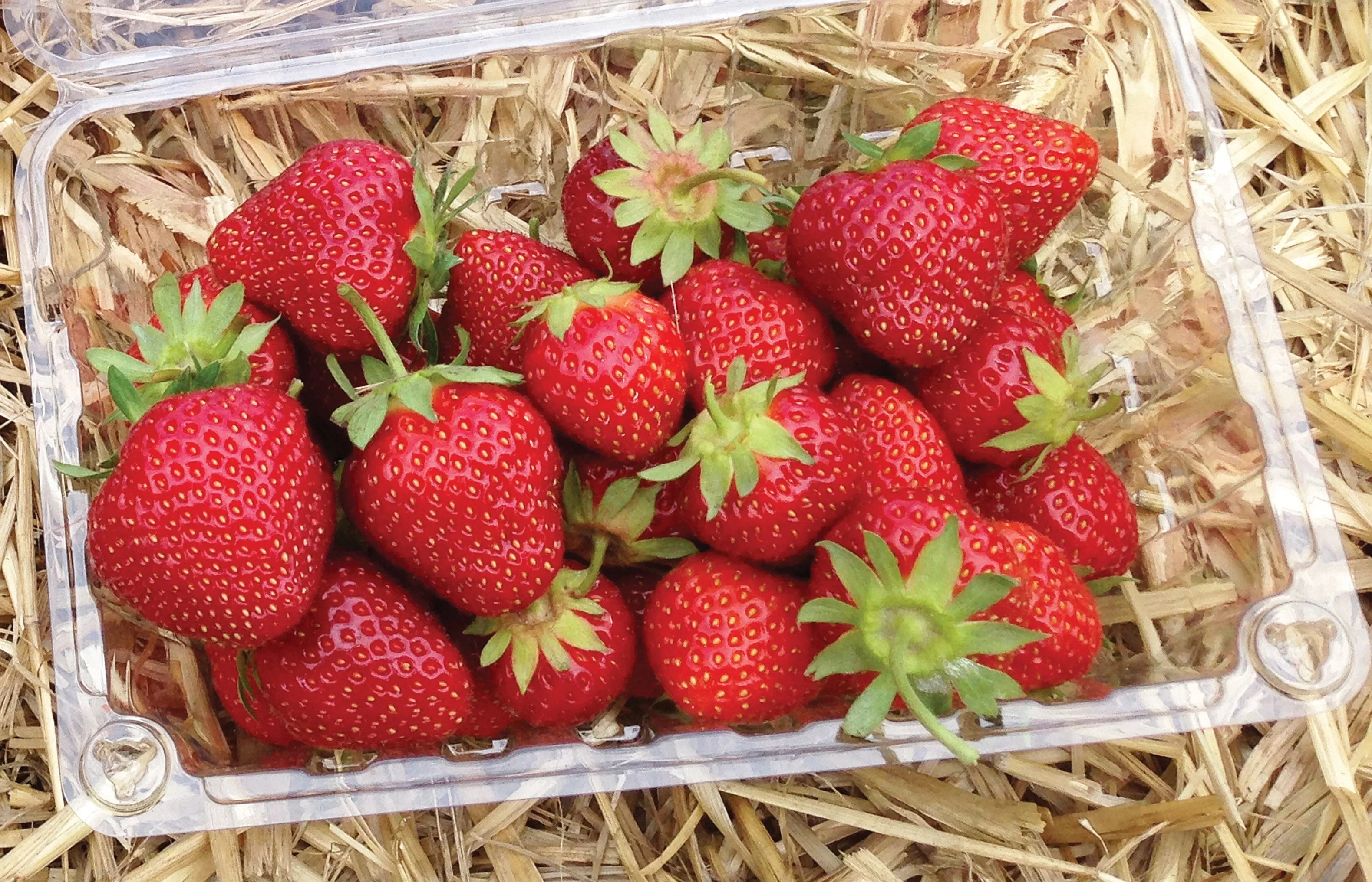 Jewel Strawberry Seeds for Planting – Large, Sweet & Juicy Berries - Image 5