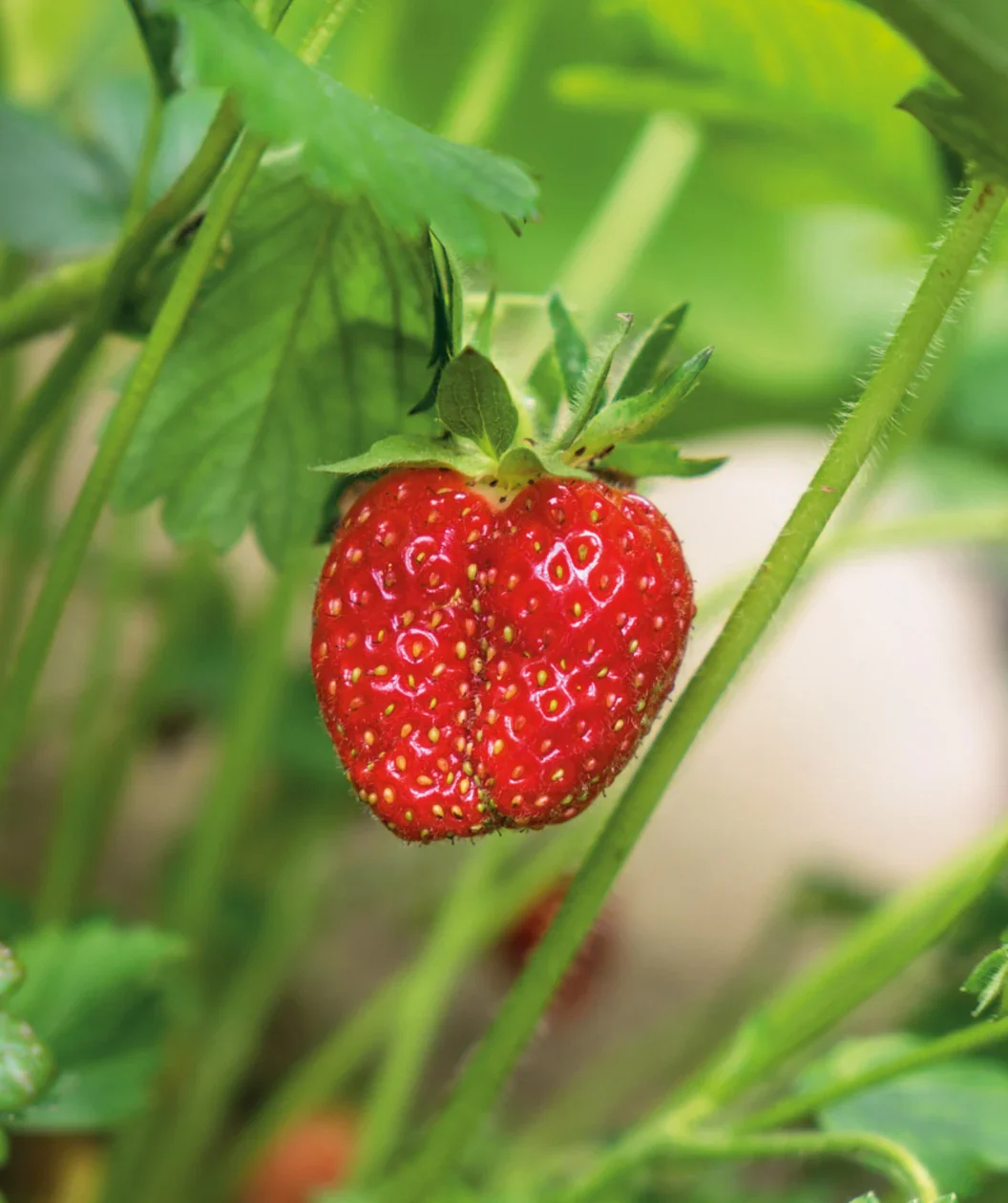 Jewel Strawberry Seeds for Planting – Large, Sweet & Juicy Berries - Image 6