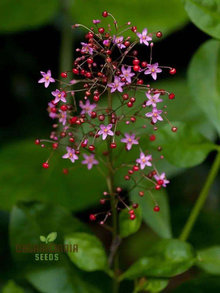 Jewels of Opar Flower Seeds – Premium Ornamental Variety for Vibrant Garden Displays - Image 4