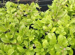 Jewels of Opar Flower Seeds – Premium Ornamental Variety for Vibrant Garden Displays - Image 8