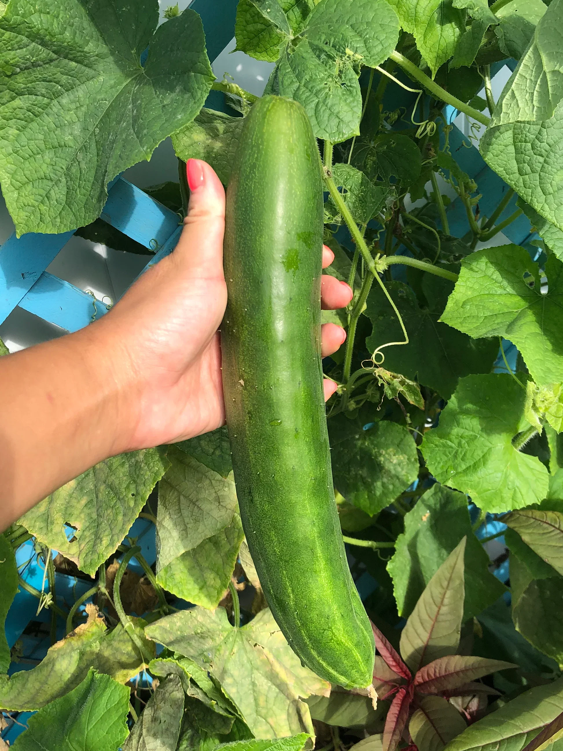 Jibai Shimoshirazu Cucumber Seeds – Rare Heirloom, High-Yield, Crisp & Sweet - Image 3