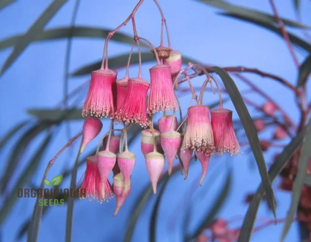 Jingymia Mallee WILDFLOWER Seeds - Ideal for Gardening Enthusiasts | Long-lasting Blooms and Easy Planting