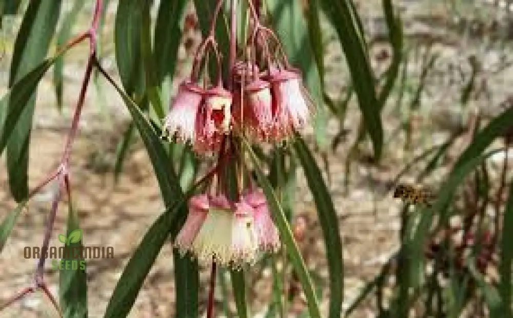 Jingymia Mallee WILDFLOWER Seeds - Ideal for Gardening Enthusiasts | Long-lasting Blooms and Easy Planting - Image 4