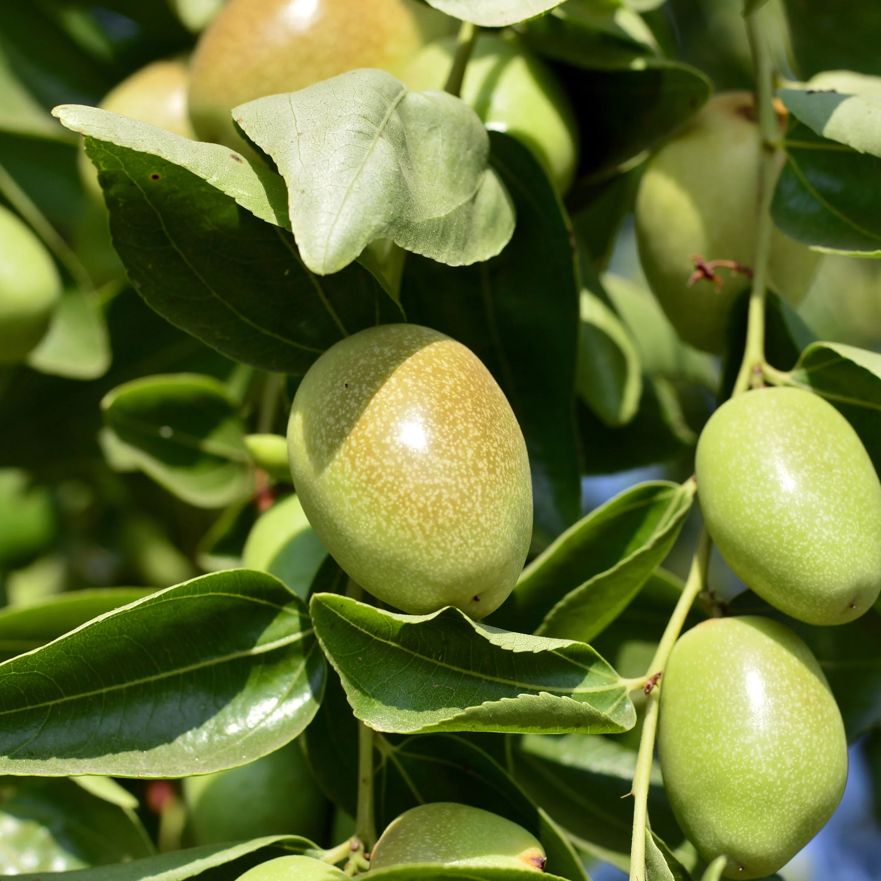 Jojoba Oil-Producing Plant Shrub Seeds