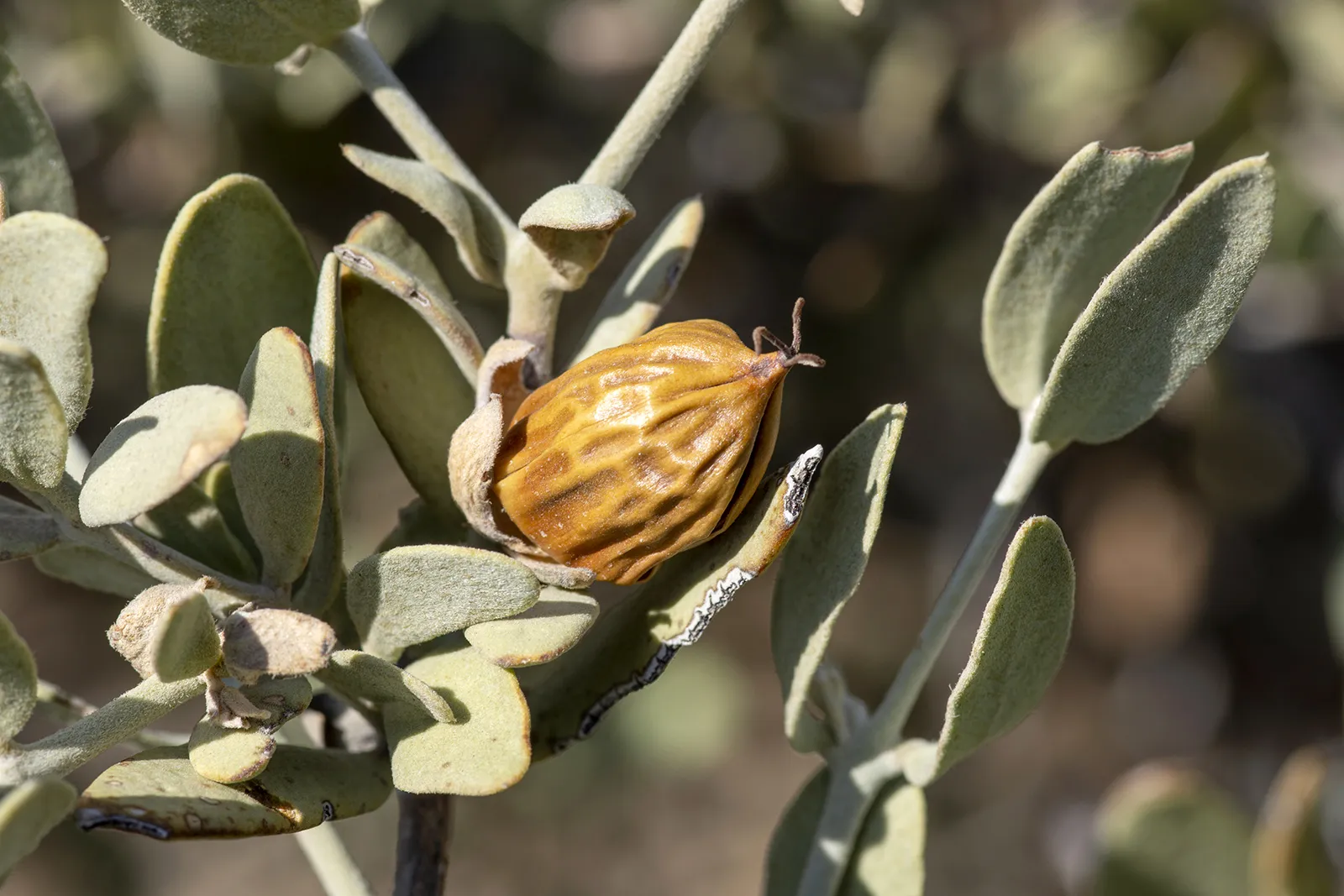Jojoba Oil-Producing Plant Shrub Seeds - Image 3
